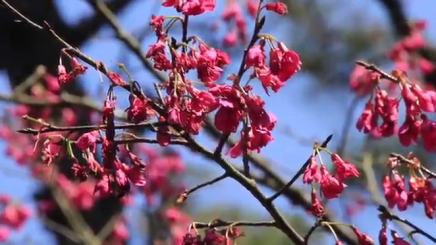 冬去春來－ 嘉道理農場鐘花櫻桃梅花 (Taiwan Cherry/Flowering Apricot@Kadoorie Farm)