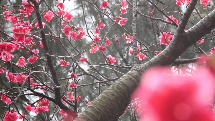 忠義櫻紅 － 長洲山櫻花 (Cherry Blossoms@Cheung Chau)