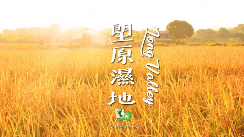 金黃稻田 － 塱原濕地