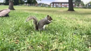 Squirrel hunting for food, shot in London