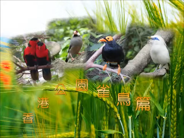 香港公園雀鳥篇