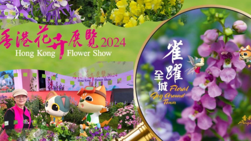 2024 維園 香港花卉展覽 II 香彩雀=天使花 II 繪畫比賽 II 攝影比賽 II 花藝 II 導賞 🌹🌷🌸🌟